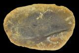 Fossil Neuropteris Seed Fern (Pos/Neg) - Mazon Creek #92310-2